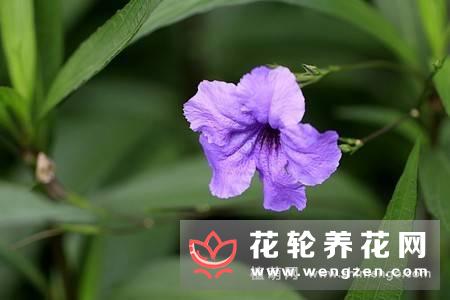 翠芦莉图片 养花风水 花轮养花网